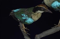 藏品(八色鳥)的圖片